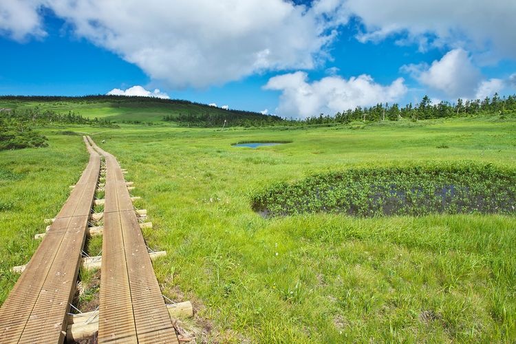 八幡平山頂自然探勝路 2