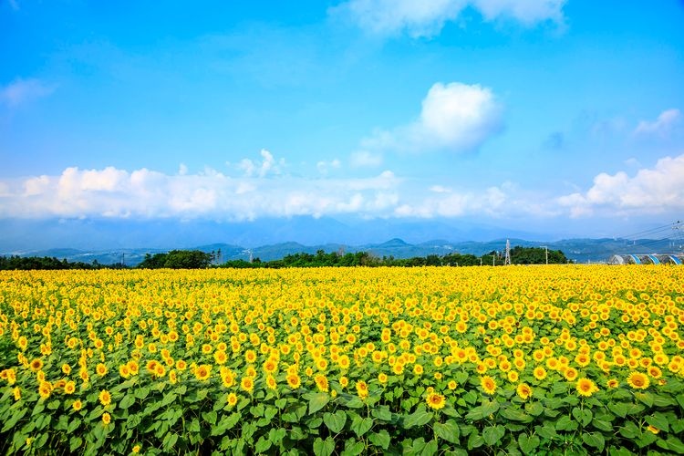 海蒂村 (Heidi no Mura) 4