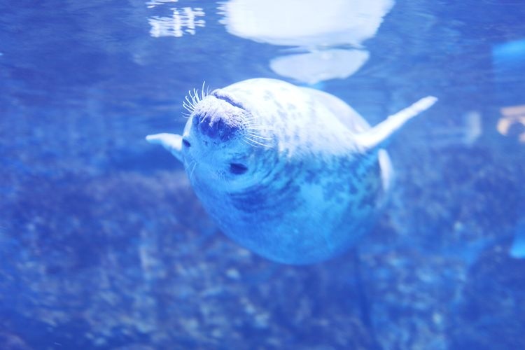 Hakkeijima Sea Paradise