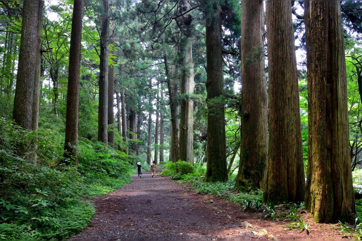 Hakone Kyukaido Suginamiki (Allée de cèdres de l'ancienne route de Hakone)