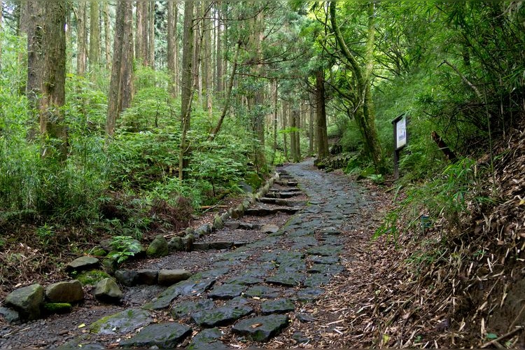 Hakone Kyukaido Suginamiki (Allée de cèdres de l'ancienne route de Hakone)
