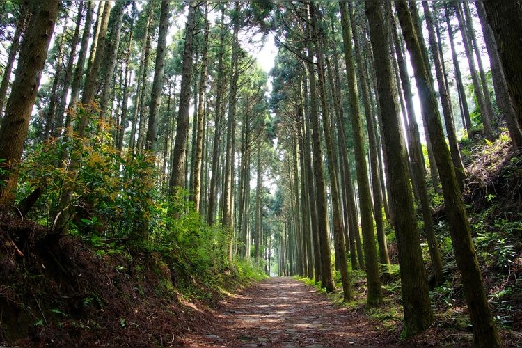 ทางเดินหินโบราณ Hakone Kyu-Tokaido 2