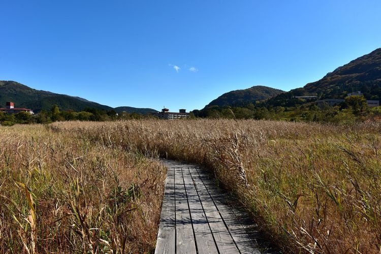 Hakone Wetland Gardens