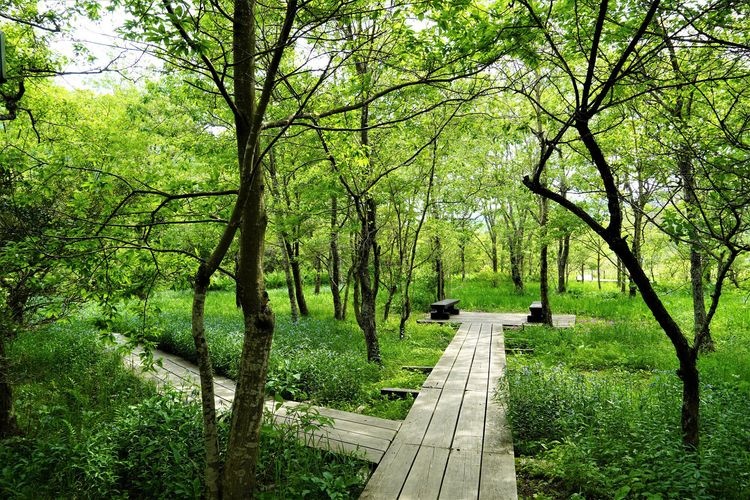 Hakone Wetland Gardens 2