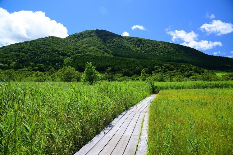 Hakone Wetland Gardens 3