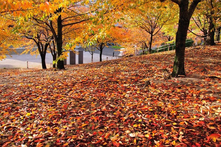 白山公園 7