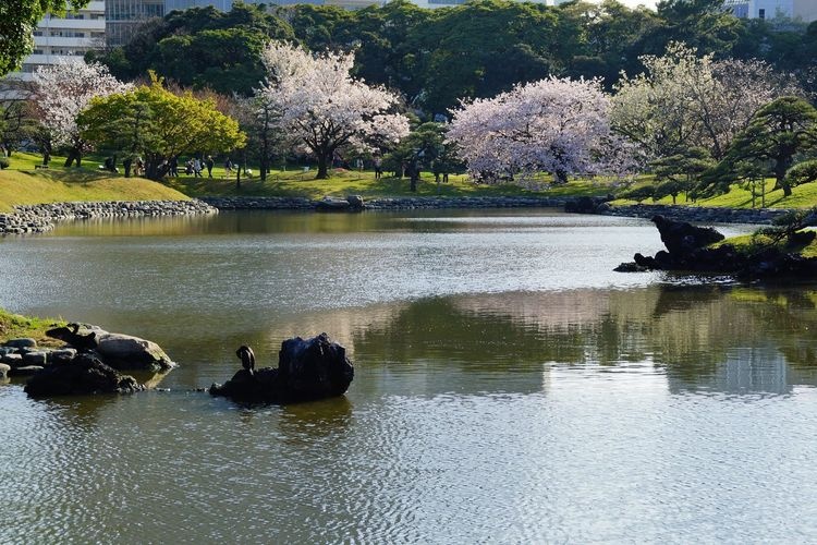 Hama-rikyu Onshi Teien 3