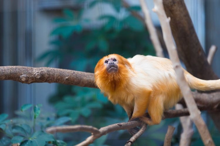 Hamamatsu City Zoo 4