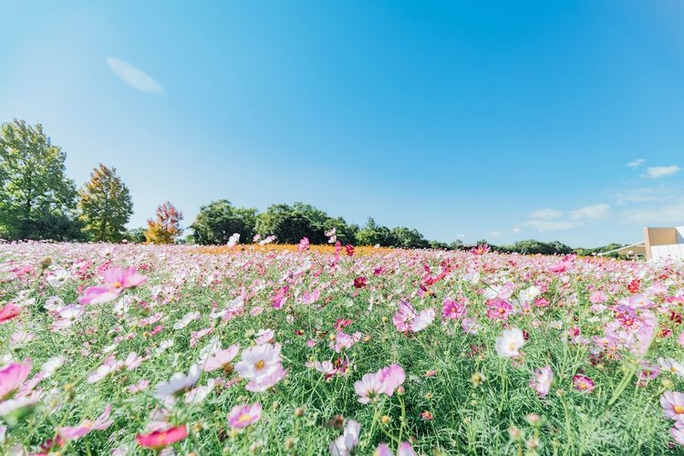 Hamanako Garden Park 3