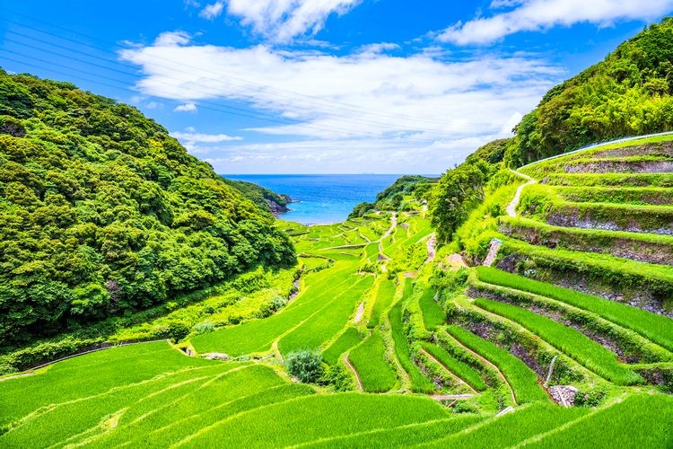 하마노우라 계단식 논 (Hamanoura Rice Terraces)
