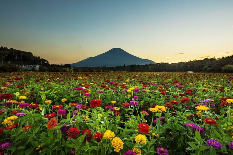 สวนพฤกษชาติ Hana no Miyako 4