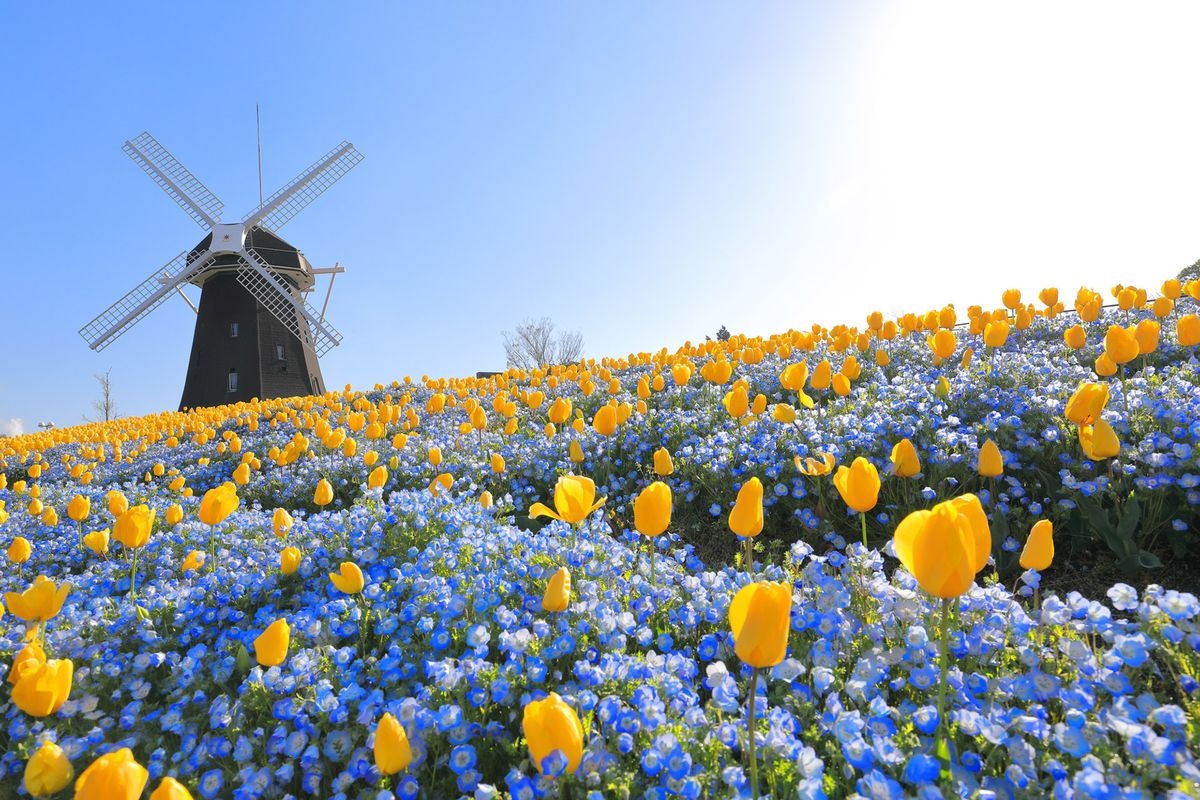 Flower Expo Commemorative Park Tsurumi Ryokuchi