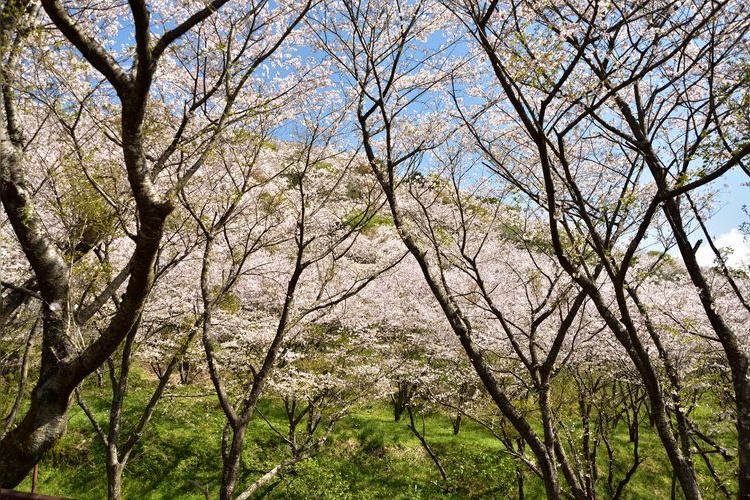 하나다테 공원 (Hanadate Park)