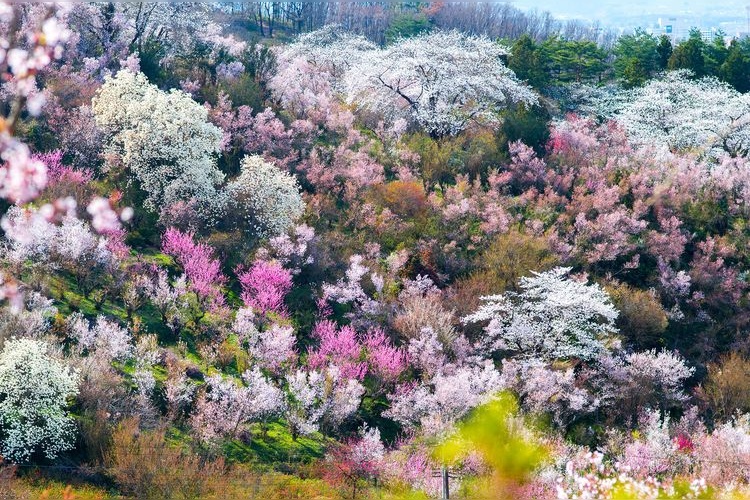 สวนสาธารณะฮานามิยามะ (Hanamiyama Park)