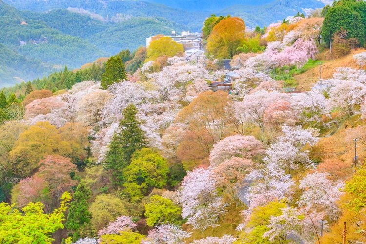 花矢倉展望台 (Hayakura Observatory) 2