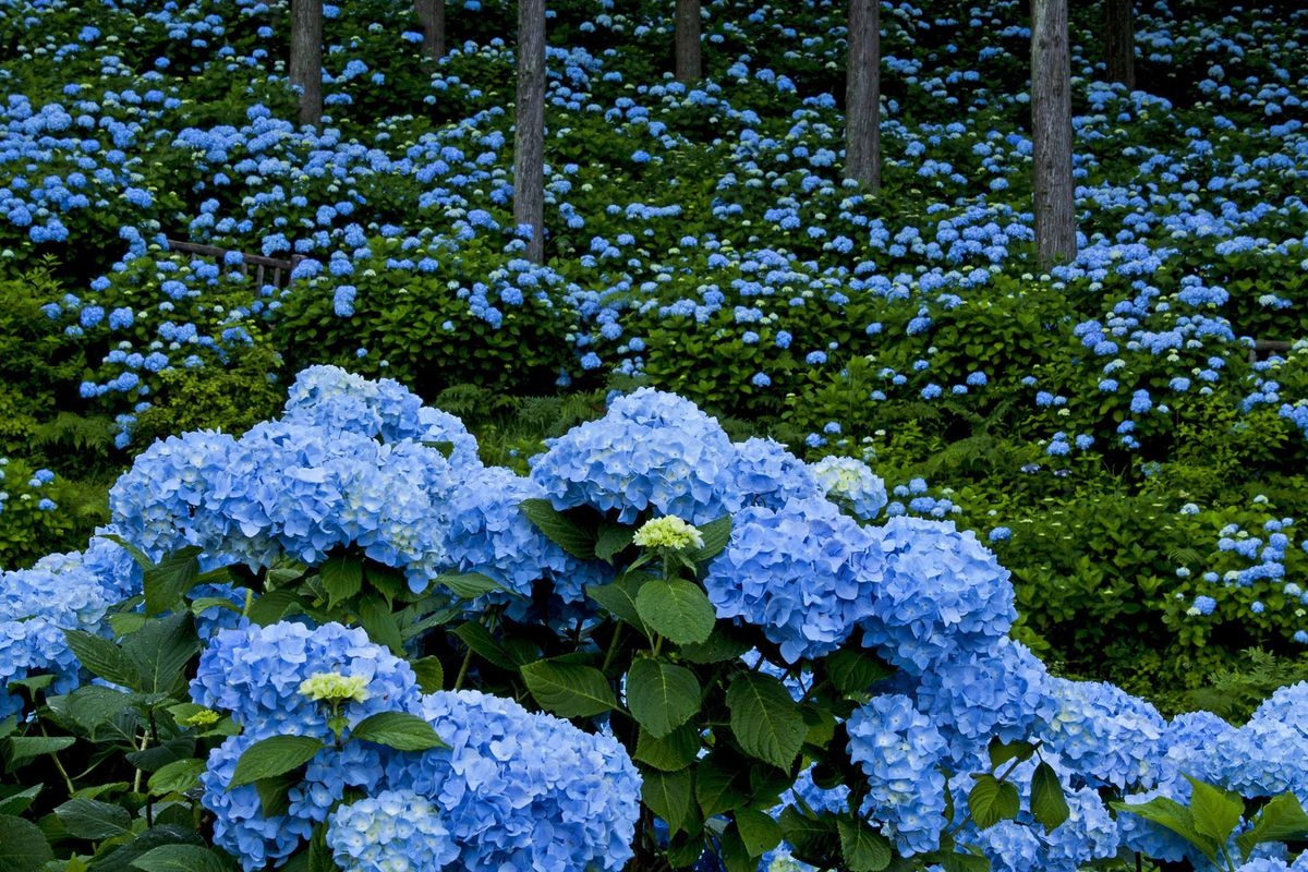 花園繡球花園 (Hanazono Ajisai-en)