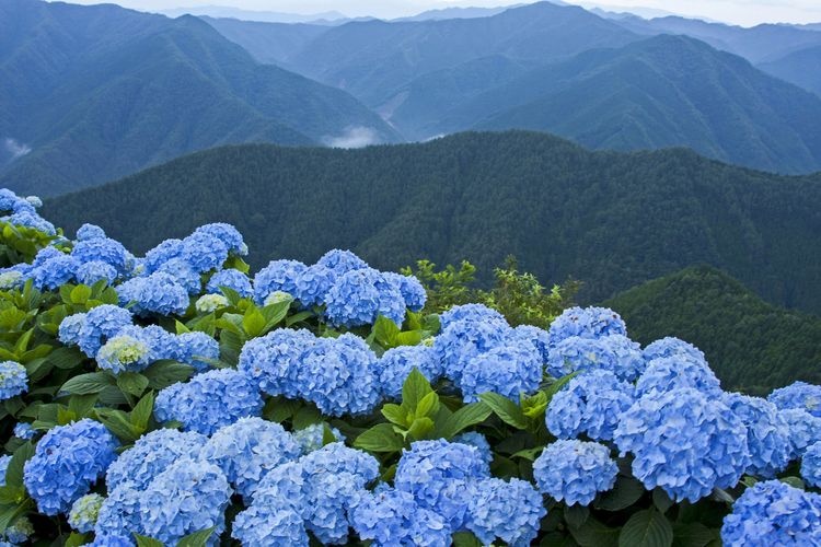 花園繡球花園 (Hanazono Ajisai-en)
