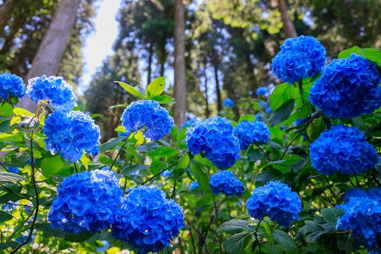 花園あじさい園 3