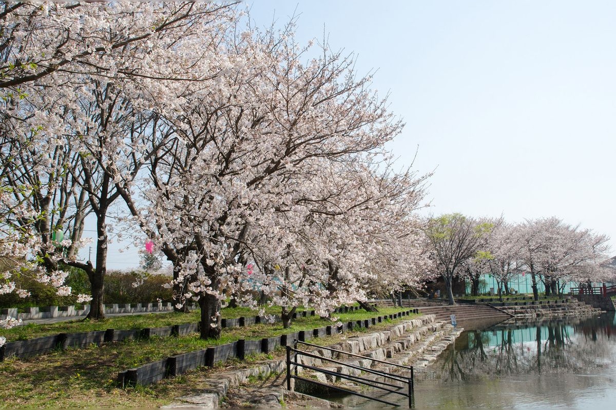สวนสาธารณะ Hanoura Sakura Tsutsumi