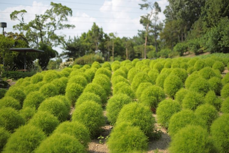 服部緑地都市緑化植物園