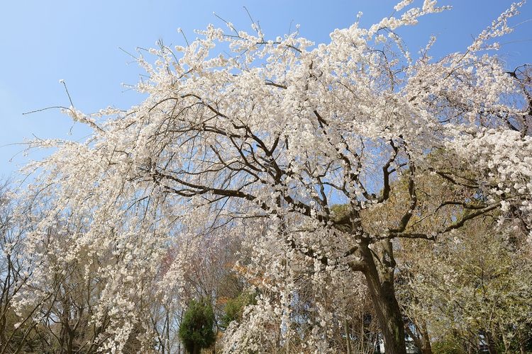 服部緑地都市緑化植物園 2