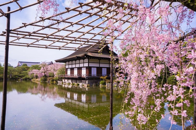 สวนเฮอันจิงกู ชินเอน (Heian Jingu Shinen)