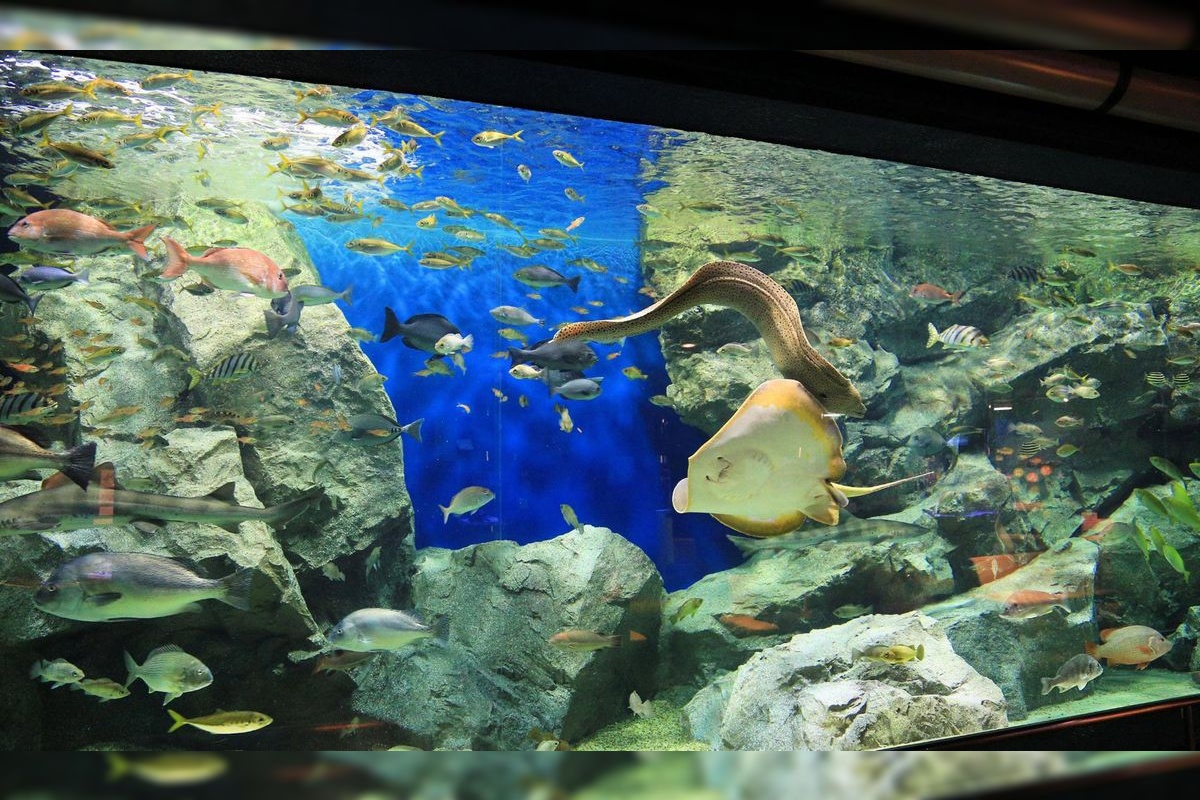 碧南海滨水族馆