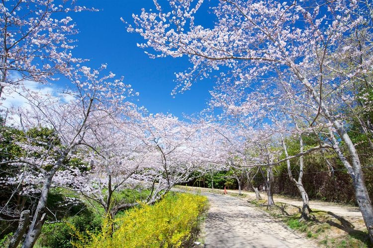 Hira Sohara Park 3