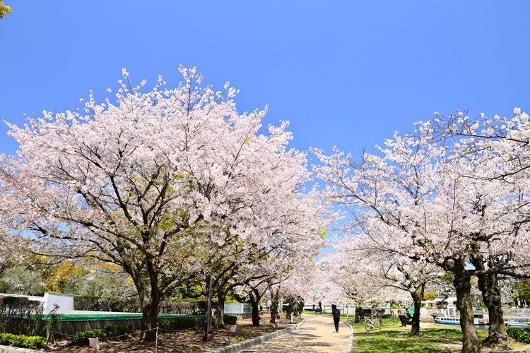 平和記念公園(原爆ドーム)