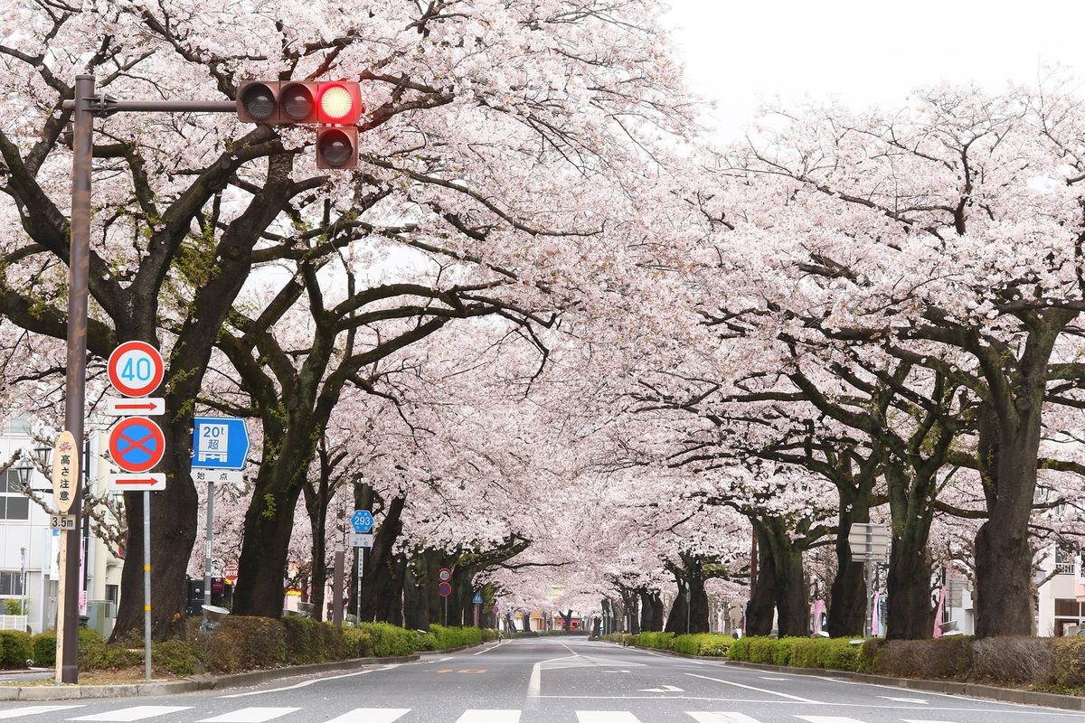 헤이와 거리의 벚꽃 (Heiwa-dori Sakura)
