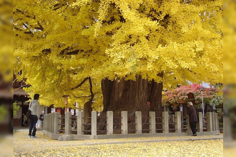 Hida Kokubunji Temple