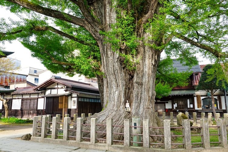 วัดฮิดะโคคุบุนจิ (Hida Kokubunji Temple) 3