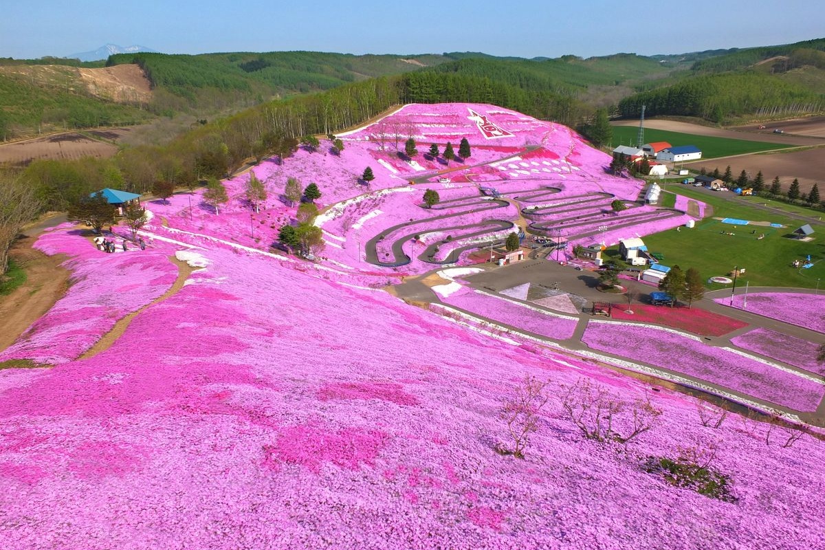 Higashimokoto Moss Phlox Park