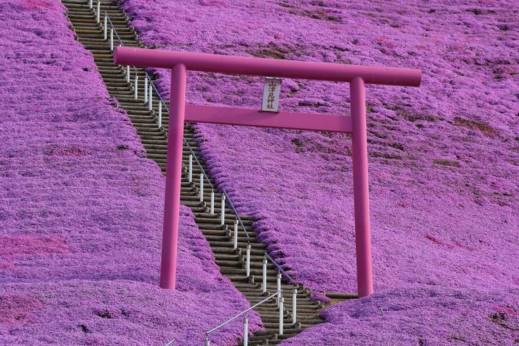 Higashimokoto Moss Phlox Park