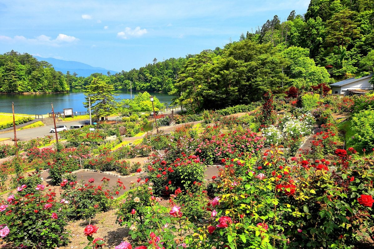 สวนกุหลาบฮิกาชิซาวะ (Higashizawa Rose Park)
