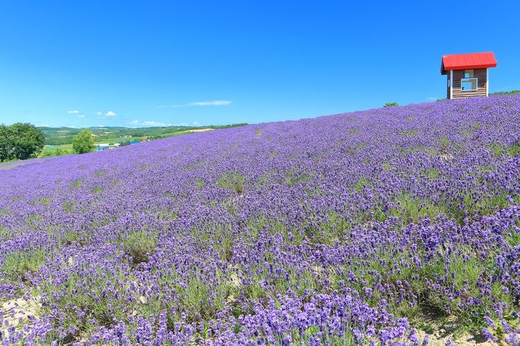สวนลาเวนเดอร์ Hinode (Hinode Lavender Garden)