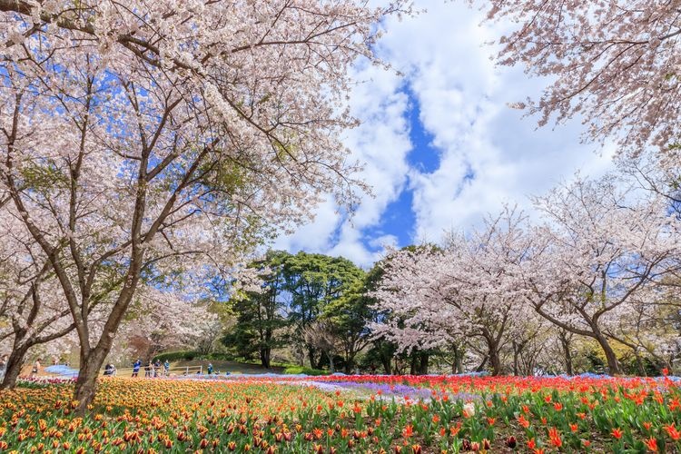 Hino Yama Park 2