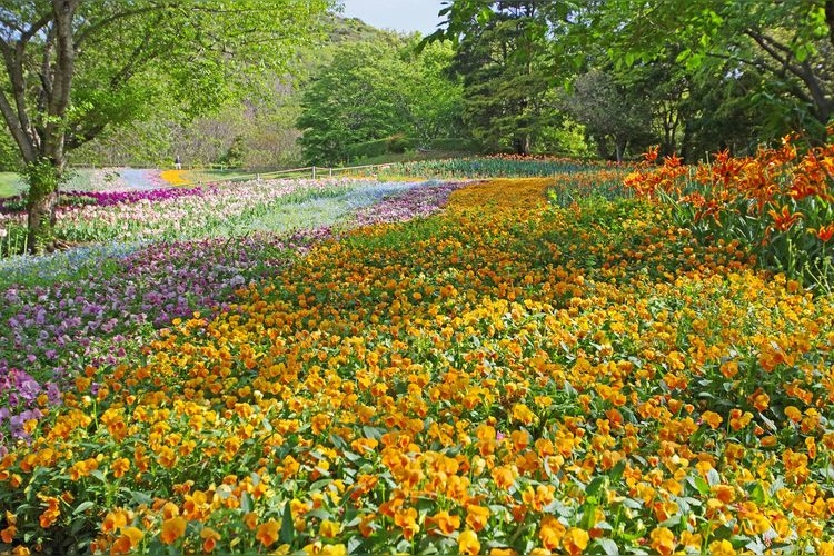 Hino Yama Park 3