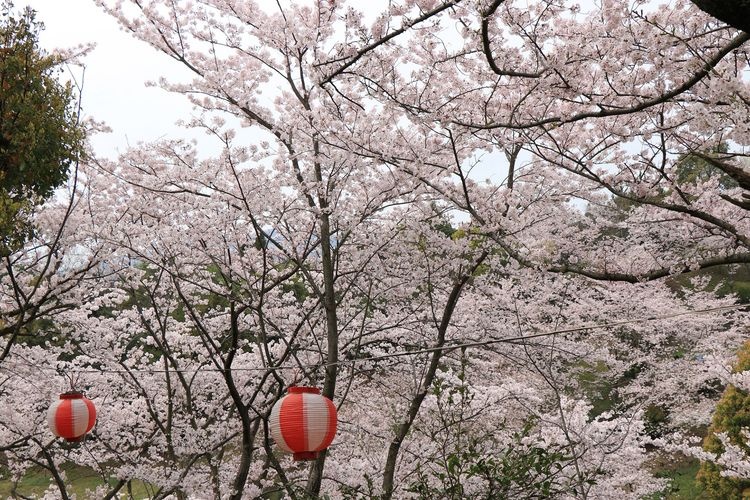 開山公園 (Kaizan Park) 2