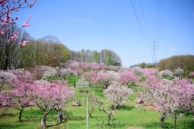 平岡公園 (Hiraoka Park)