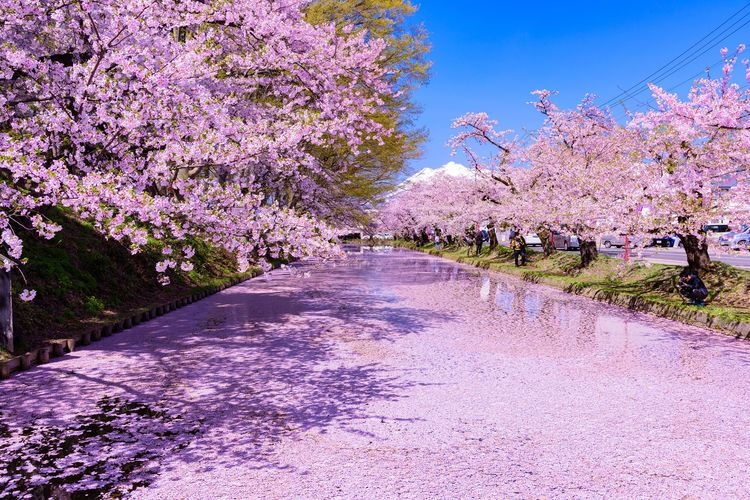 弘前城(弘前公園) 3