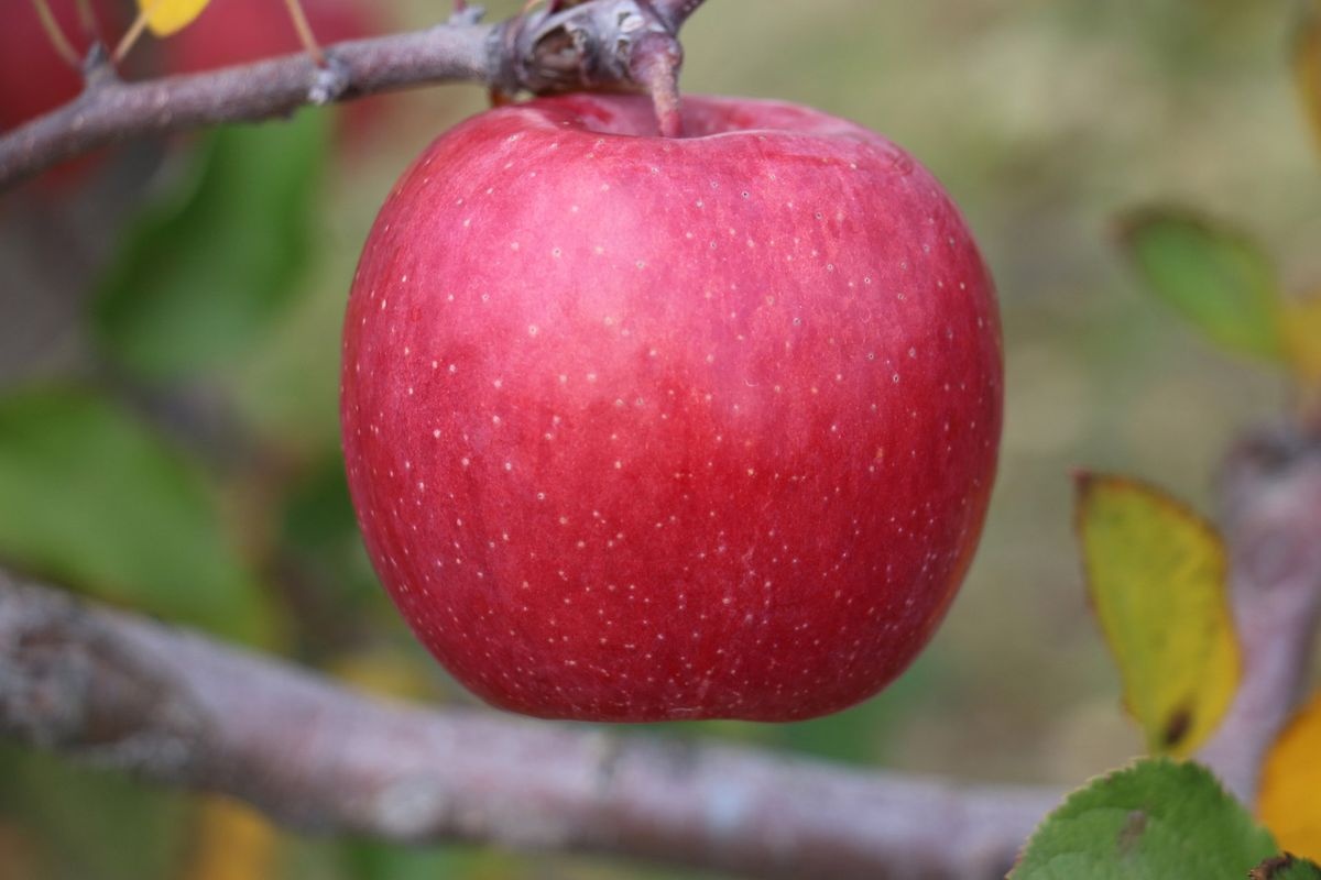 히로사키 시 링고 공원 (Hirosaki Apple Park)