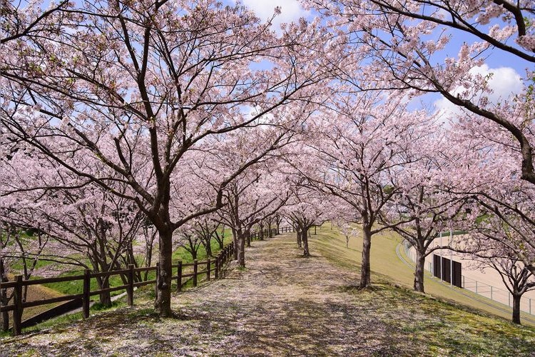 Hisamatsu Park (Tottori Castle Ruins) 2