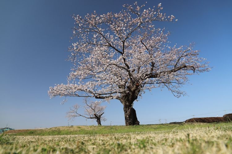Sito di Hitachikokubun Amadera
