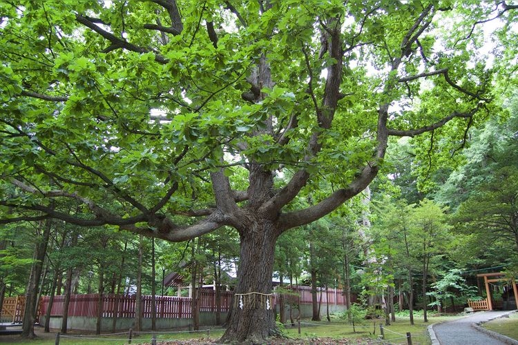Hokkaido Jingu 3