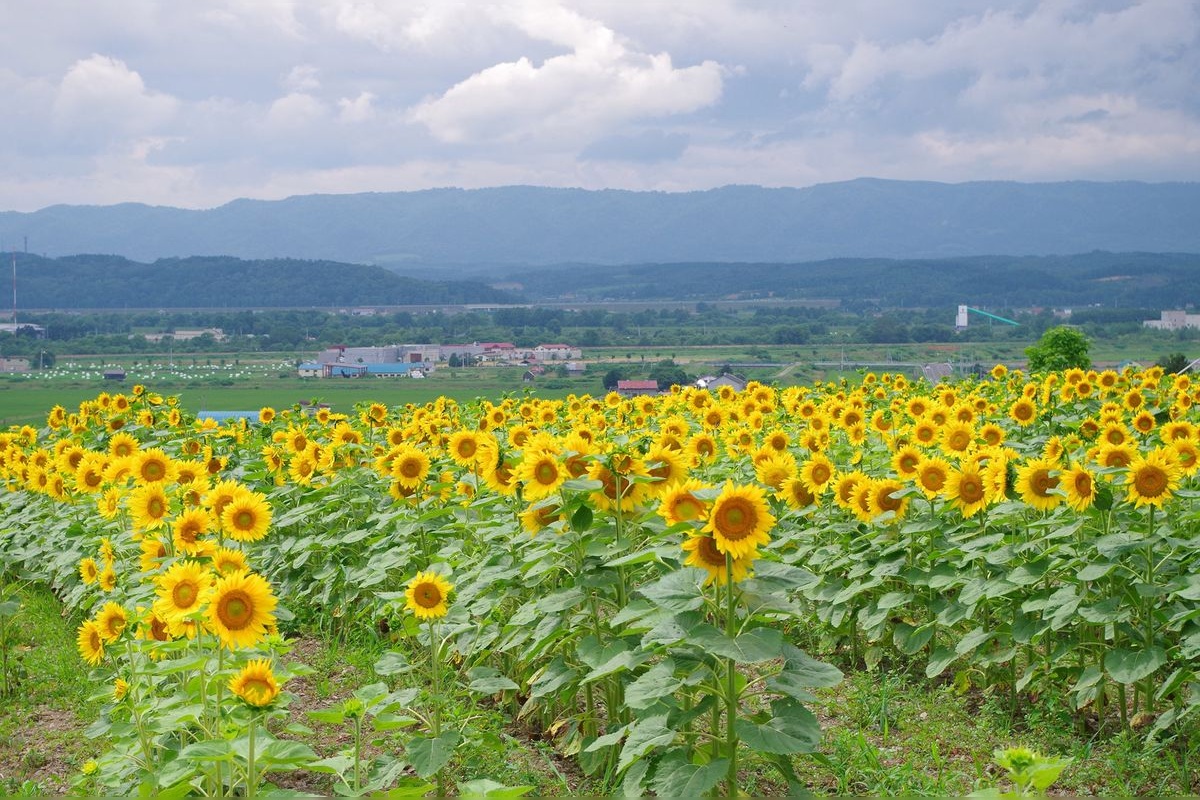 สวนสาธารณะซันพิลลาร์ ฮอกไกโด (Hokkaido Sun Pillar Park)