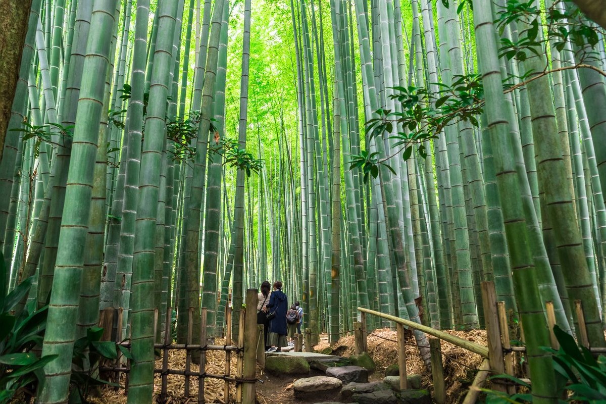 Hokoku-ji Temple