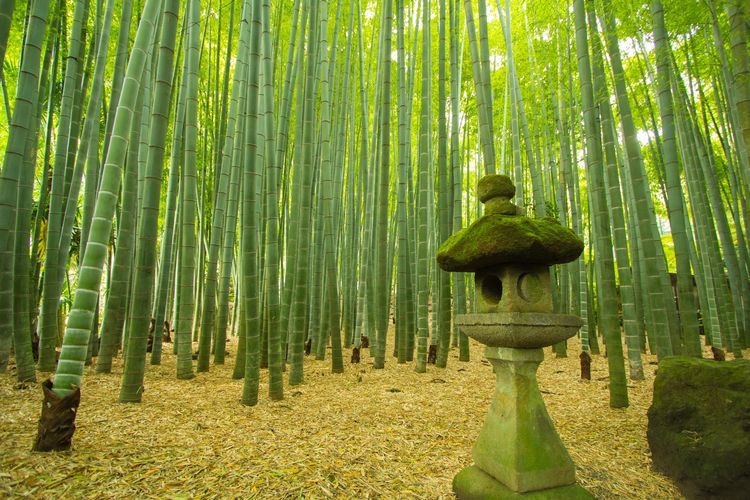Hokoku-ji Temple 4