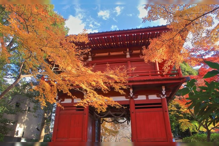 本土寺 (Hondo-ji)