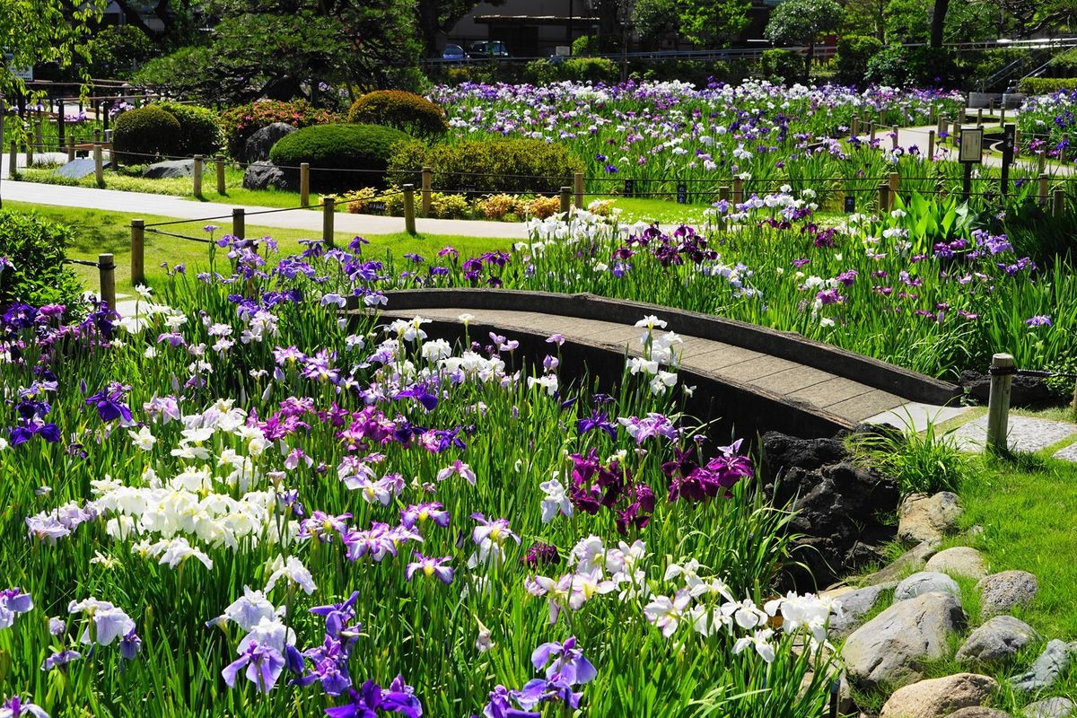 Jardín de Iris Horikiri Shobuen